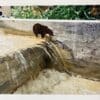 Wild life,2021 - Image 2